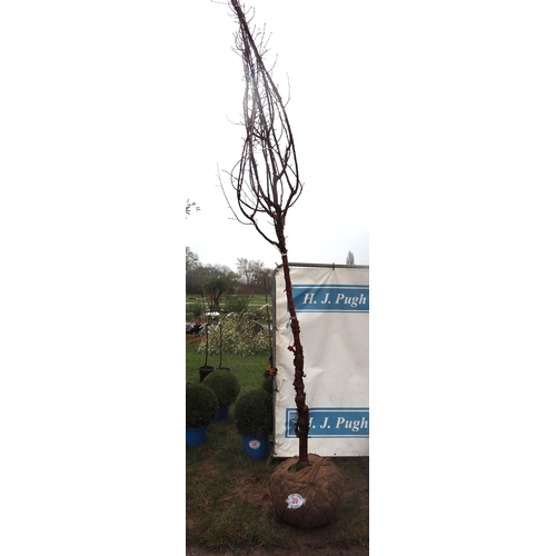 39 - Prunus  Serrula root ball 12ft - 1