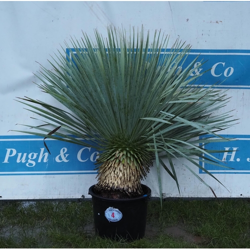 4 - Yucca - 1