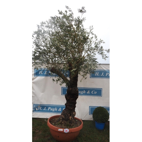 40 - Ancient Olive tree 8ft -1