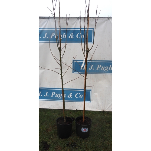 44 - Crataegus 7ft - 2