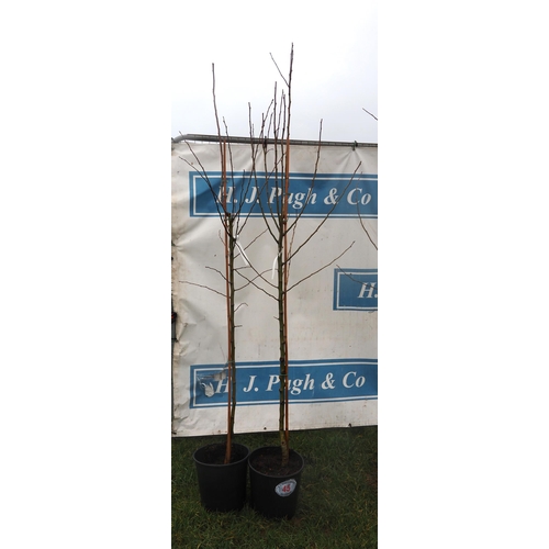 45 - Crataegus 7ft - 2