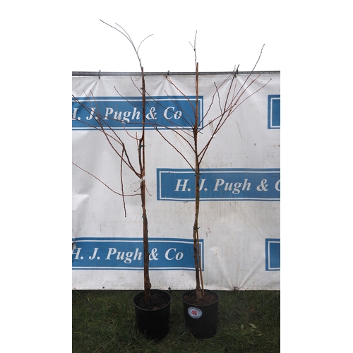 46 - Prunus Autumnalis 6ft - 2