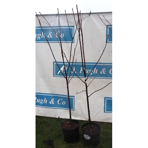 47 - Plum Jubilee 5ft - 2