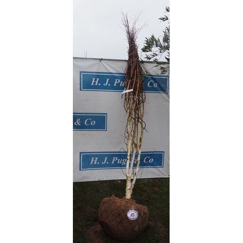 49 - Betula Jacquemontii root ball 10ft - 1