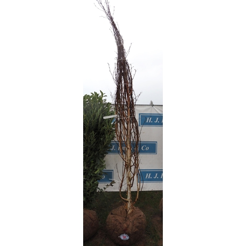 50 - Betula Jacquemontii root ball 10ft - 1