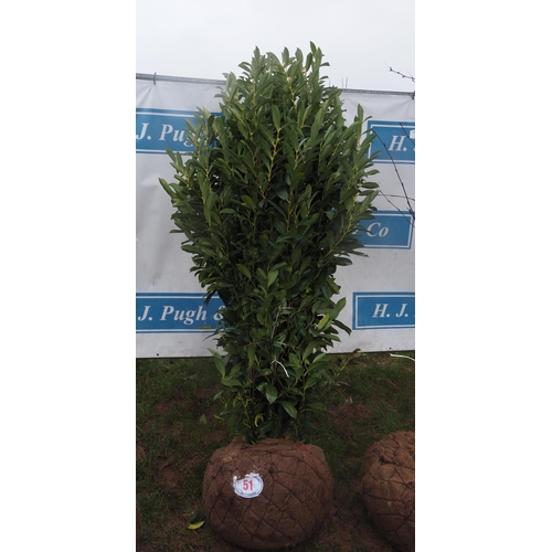 51 - Prunus Elly root ball 6ft -1