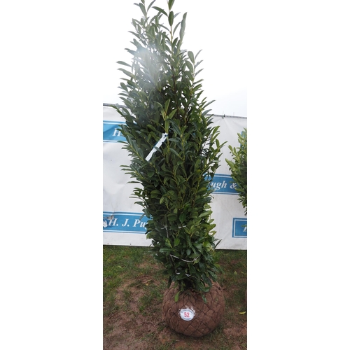 52 - Prunus Elly root ball 6ft - 1