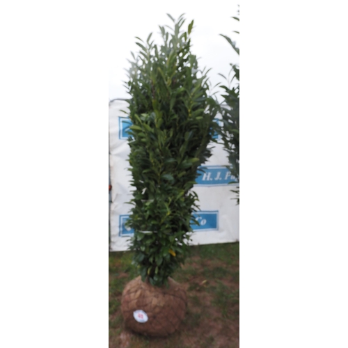 53 - Prunus Elly root ball 6ft - 1