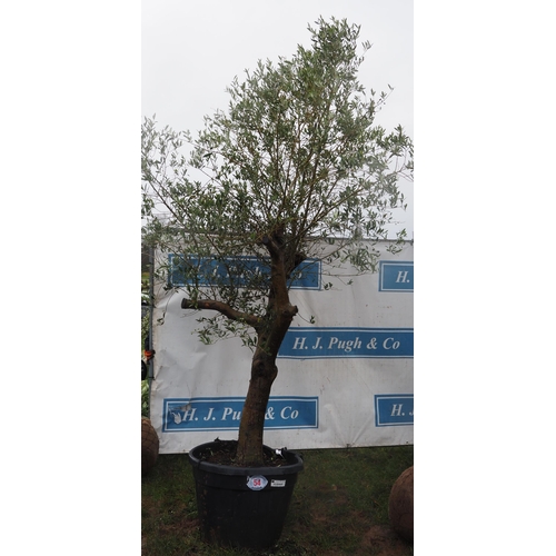 54 - Specimen Olive tree 8ft - 1