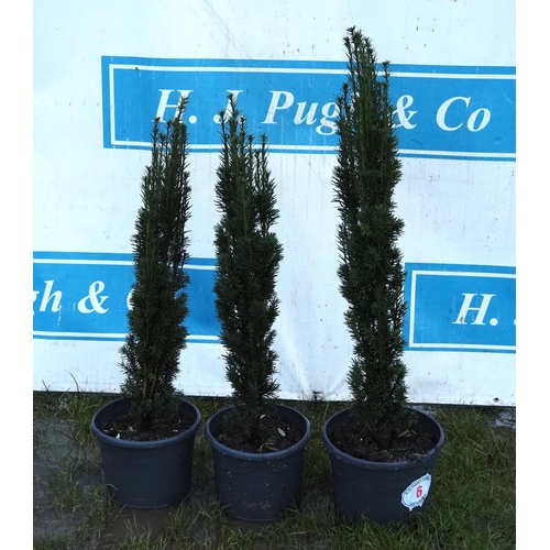 6 - Taxus 2ft - 3