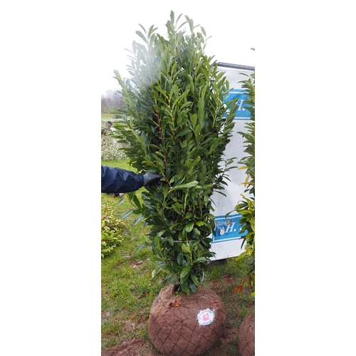 62 - Prunus Elly root ball 6ft - 1