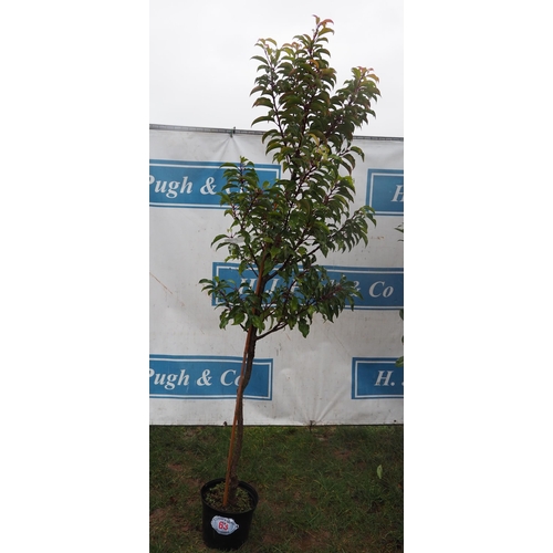 63 - Prunus 6ft - 1