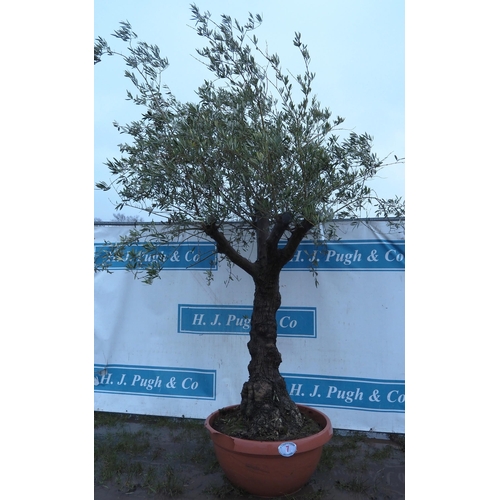 7 - Specimen Olive tree 8ft - 1