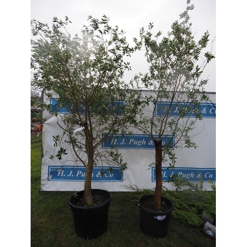 72 - Olive trees 8ft - 2