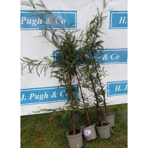 74 - Sophora Sun King 6ft - 5