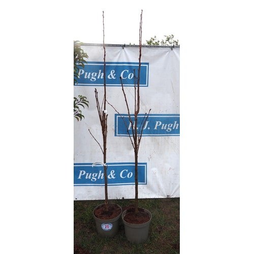 75 - Prunus 6ft - 2