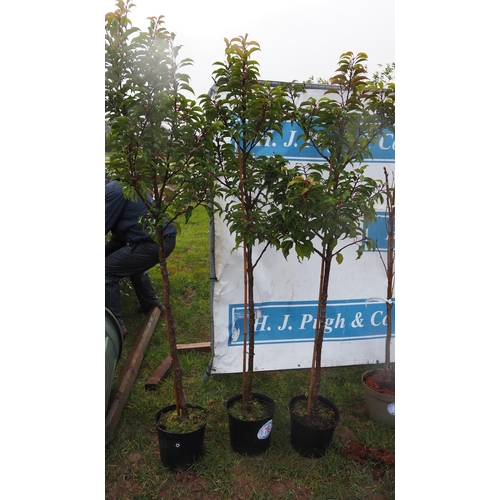 76 - Portuguese Laurel 5ft - 3