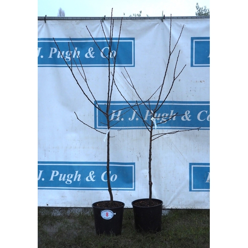 8 - Prunus Greengage 5ft - 2