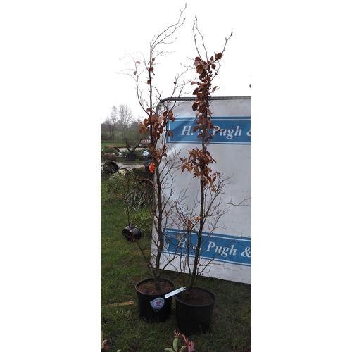 82 - Fagus 7ft - 2