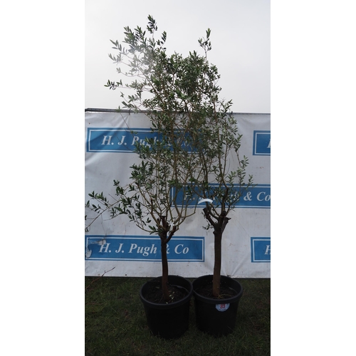 83 - Olive trees 7ft - 2