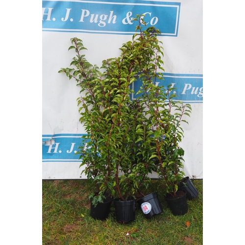 84 - Prunus 4ft - 5