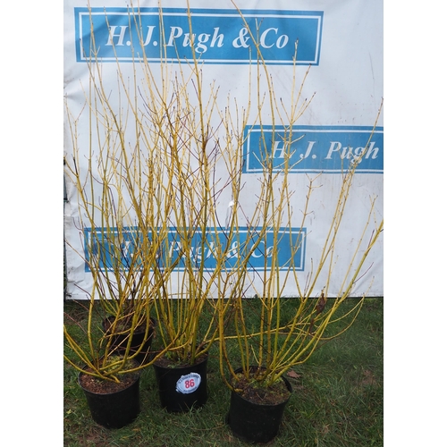 86 - Cornus 5ft - 4