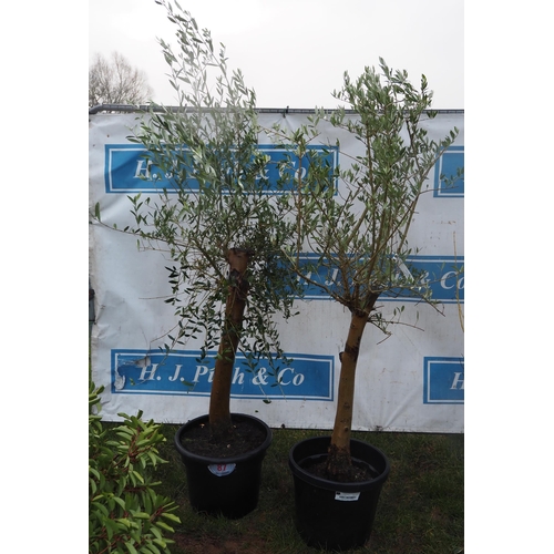 87 - Olive trees - 5ft - 2