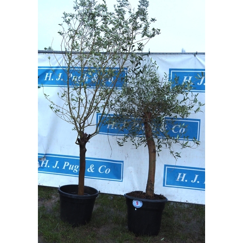 9 - Olive trees 5ft - 2