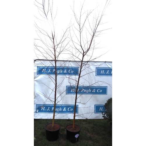 96 - Betula Pendula 10ft - 2