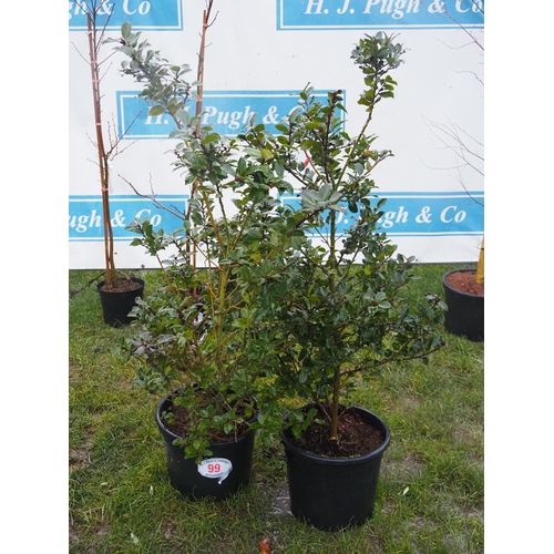 99 - Ilex Blue Prince 4ft - 2