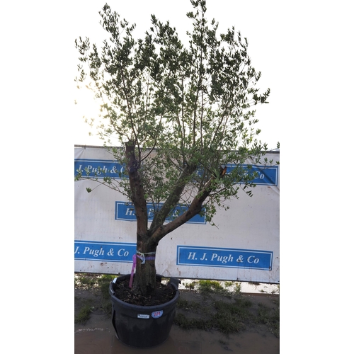 224 - Ancient olive tree 8ft - 1