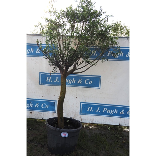 225 - Specimen olive tree 6ft - 1