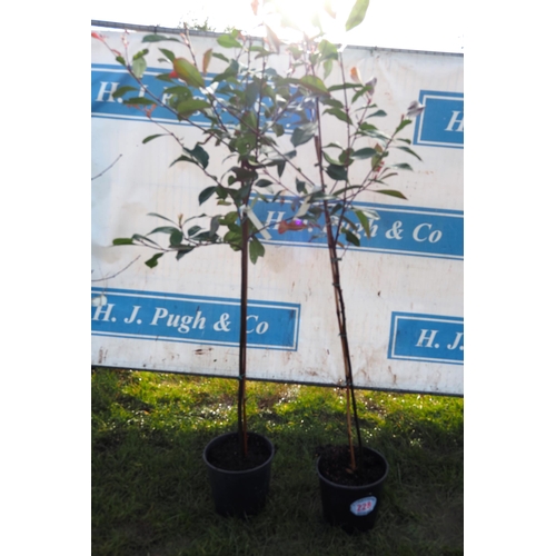 228 - Photinia Red Robin 5ft - 2