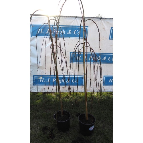 231 - Salix Pendula 6ft - 2