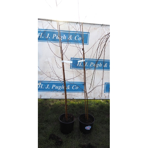 232 - Betula Pendula 6ft - 2