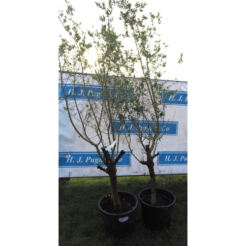 233 - Olive trees 7ft - 2