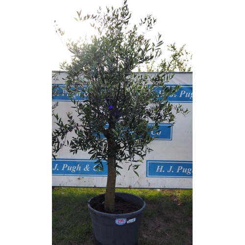 236 - Olive tree 6ft - 1