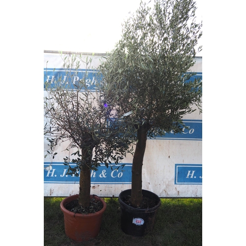 237 - Olive trees 5ft - 2