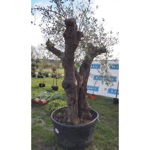 246 - Ancient Olive tree 6ft - 1