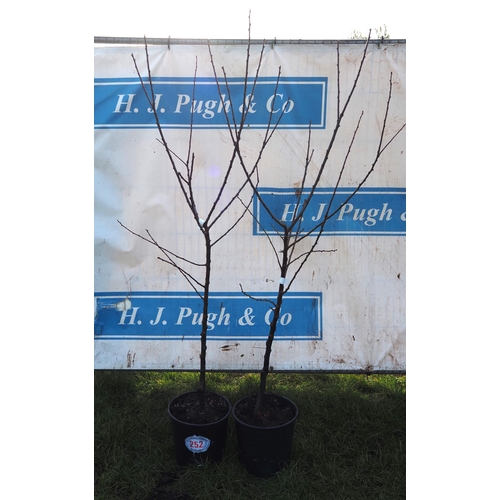 252 - Prunus Greengage 5ft - 2