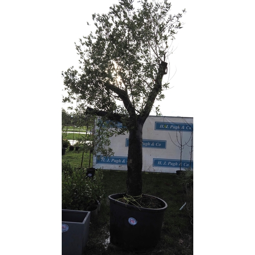 256 - Ancient Olive tree 9ft - 1