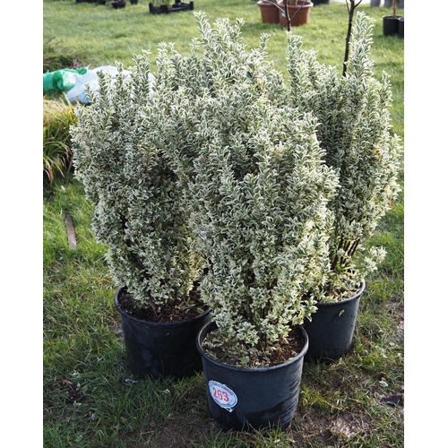 263 - Euonymus White Spire - 4