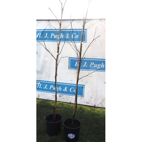 266 - Liquidambar 7ft - 2