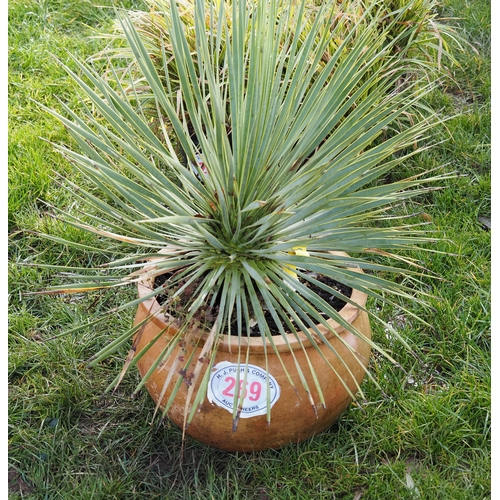 269 - Yucca in terracotta pot -1