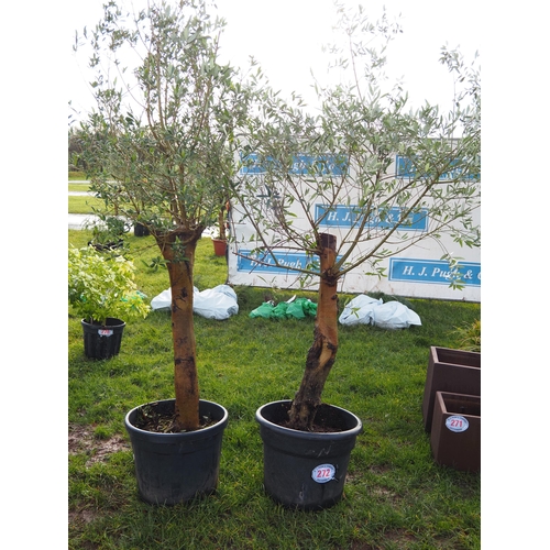 272 - Olive trees 6ft - 2