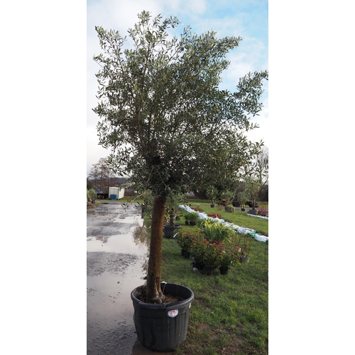 275 - Olive tree 9ft - 1