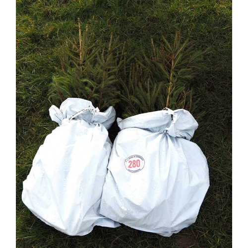 280 - Norway Spruce trees - 40