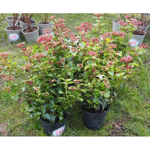 293 - Viburnum Lisa Rose - 5