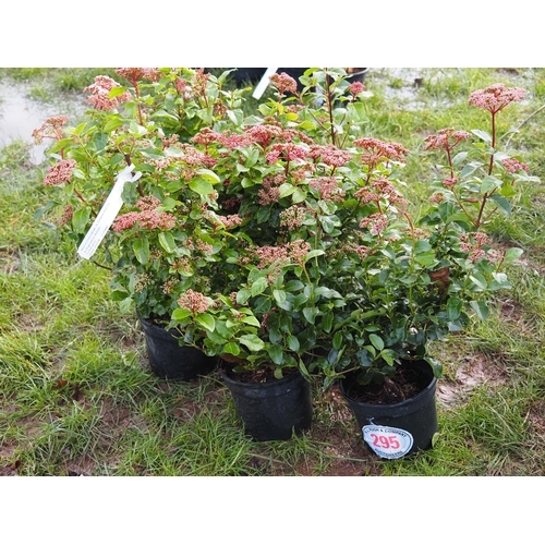 295 - Viburnum Lisa Rose - 5