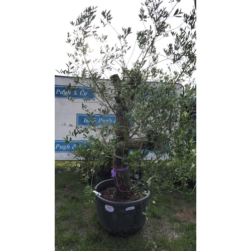 299 - Olive tree 6ft - 1